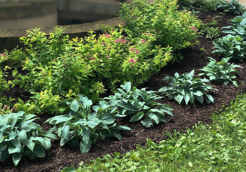 commercial mulch application